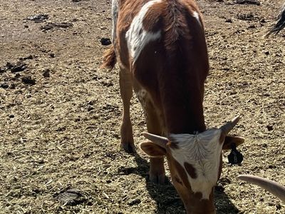 Calf