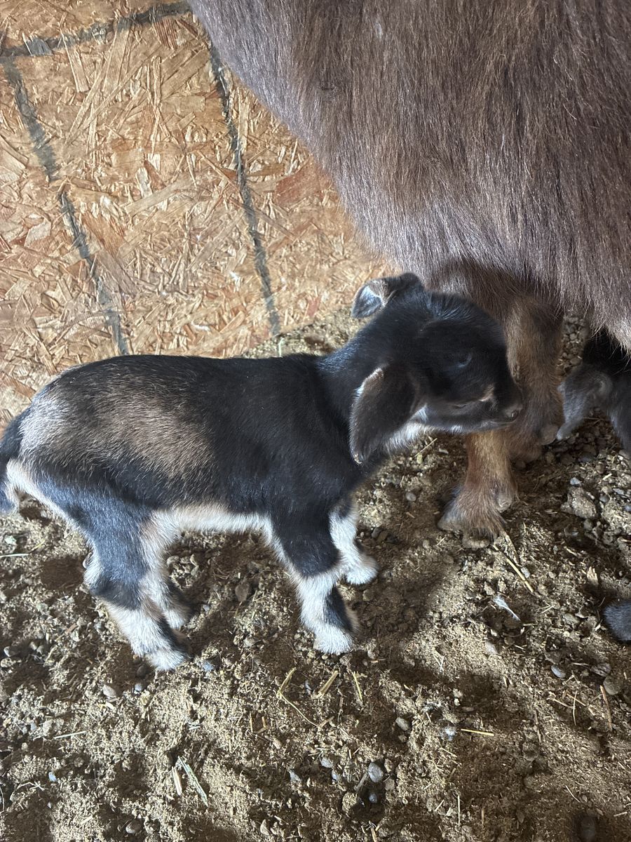 Pygmy goats