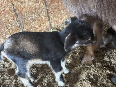 Pygmy goats