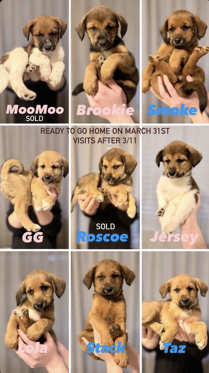 Shiba Inu × Borderdoodle Puppies