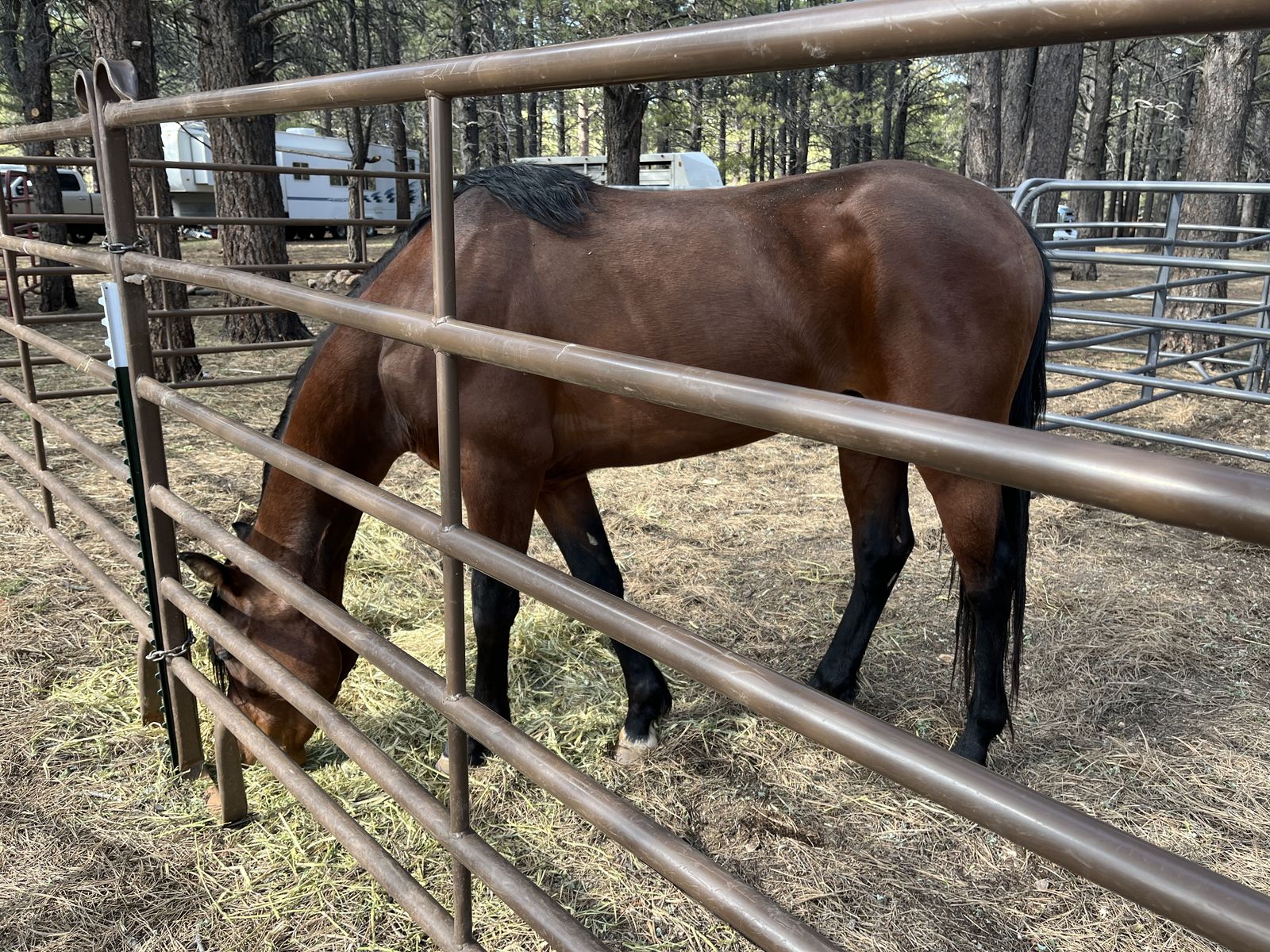 Half Quarter-Horse, Half Arabian