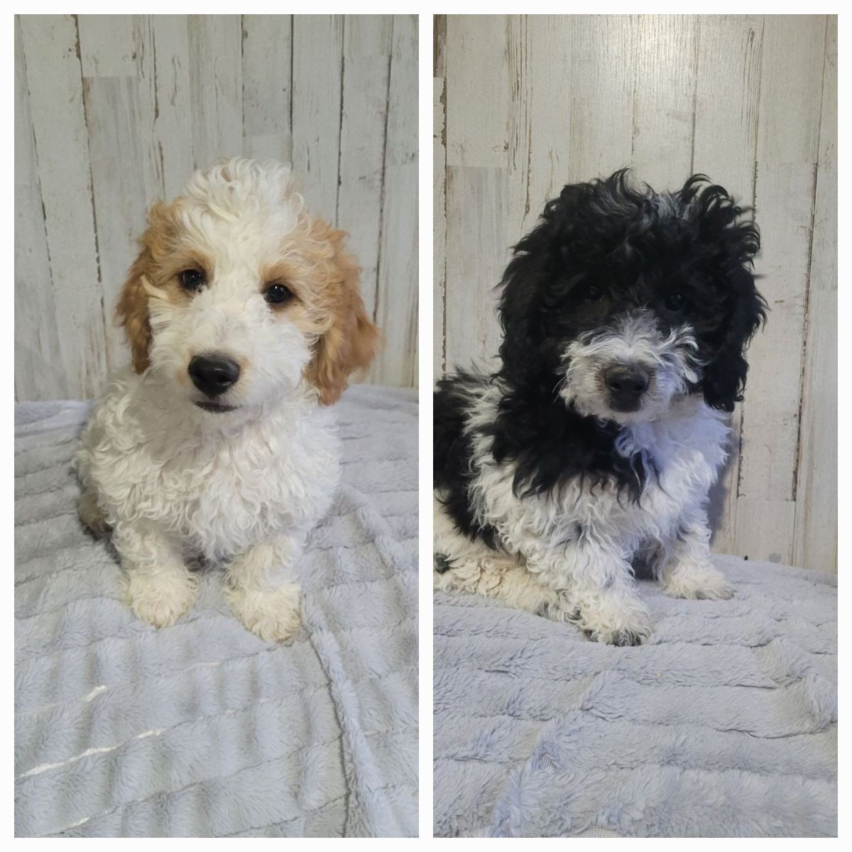 Mini Goldendoodles  sweet boys available