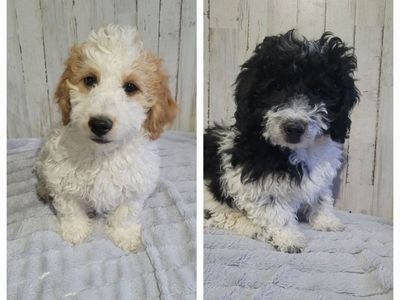 Mini Goldendoodles sweet boys available