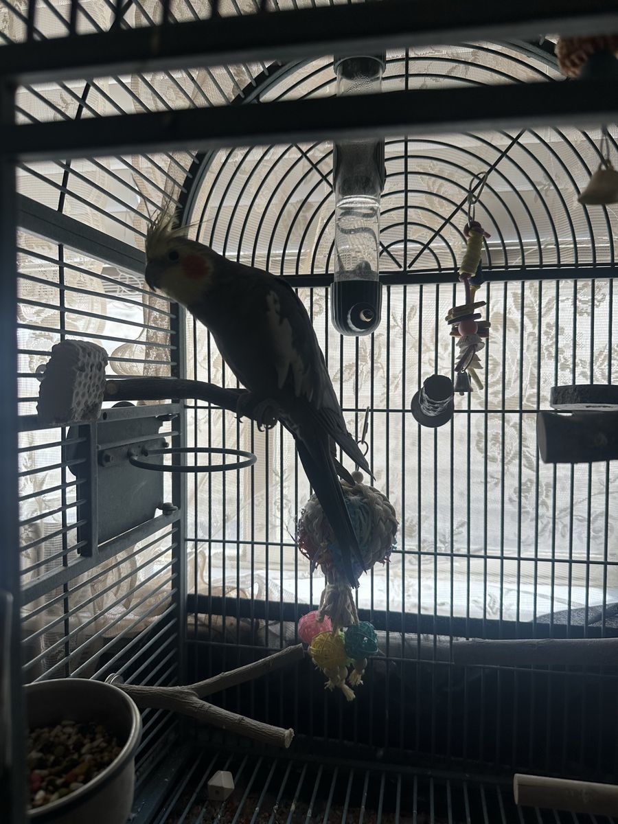 Cockatiel Bird with Metal Cage and Accessories
