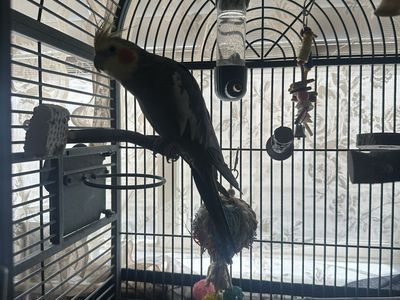 Cockatiel Bird with Metal Cage and Accessories
