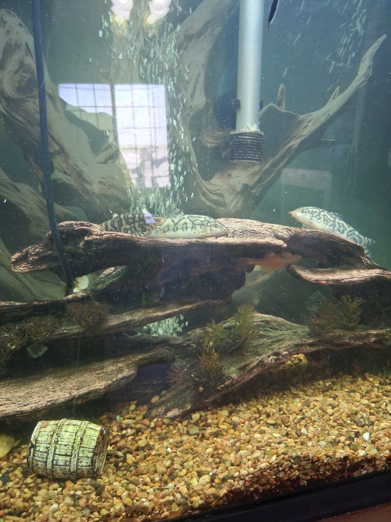 Fish
