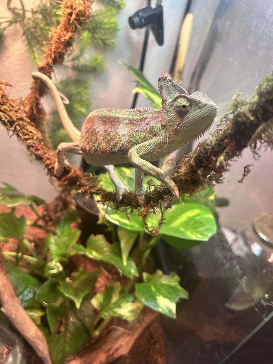 Veil chameleon