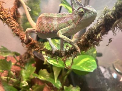 Veil chameleon