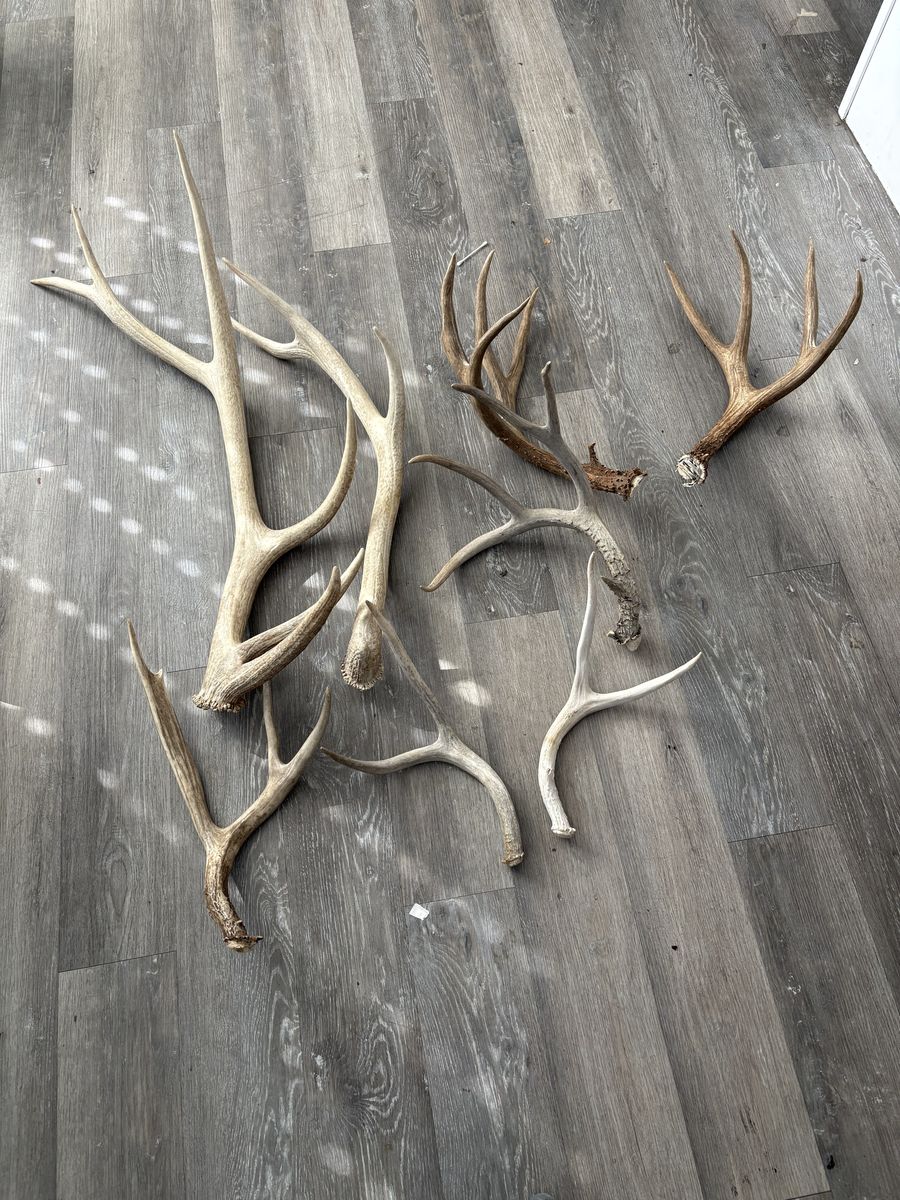 Deer And Elk Sheds