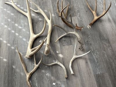 Deer And Elk Sheds