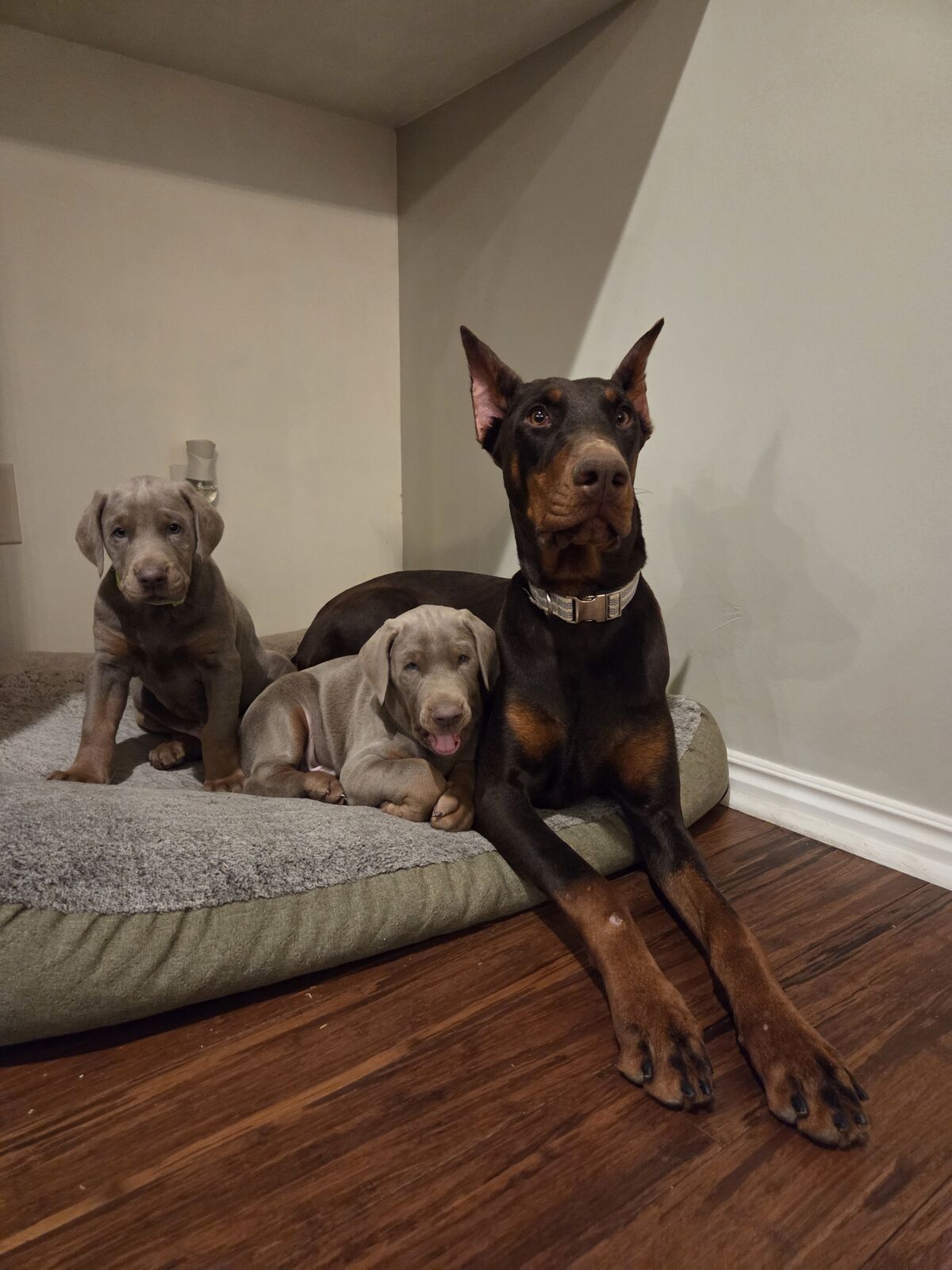 AKC Doberman Pinscher Puppy