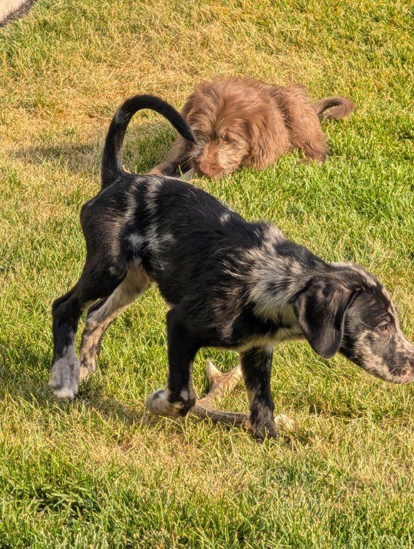 lab and terrier mix puppies