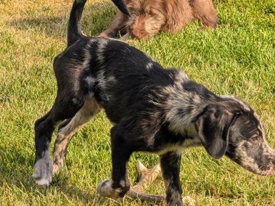 lab and terrier mix puppies