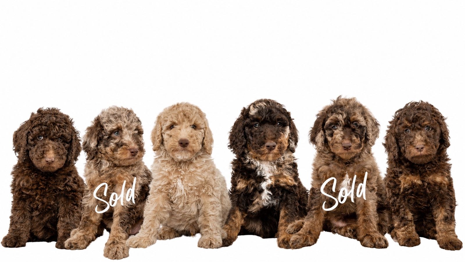 AKC Moyen Poodles- READY TO GO!