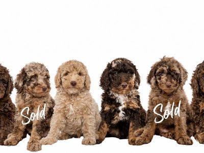 AKC Moyen Poodles- READY TO GO!
