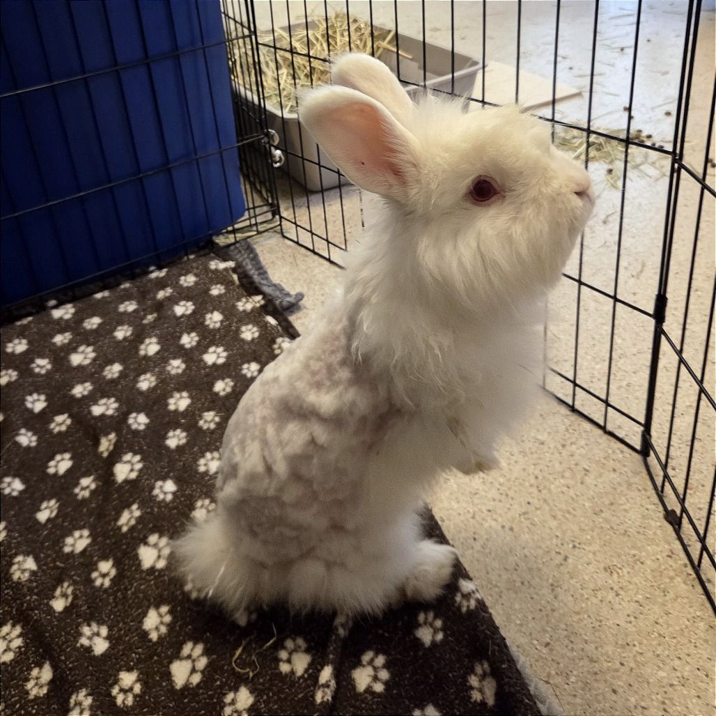 Hello my name is Snowball