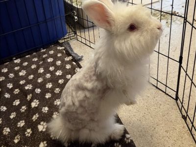 Hello my name is Snowball