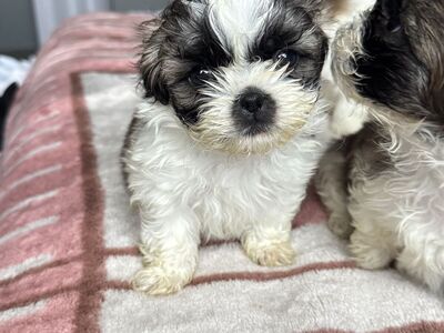 baby puppies Shih Tzu