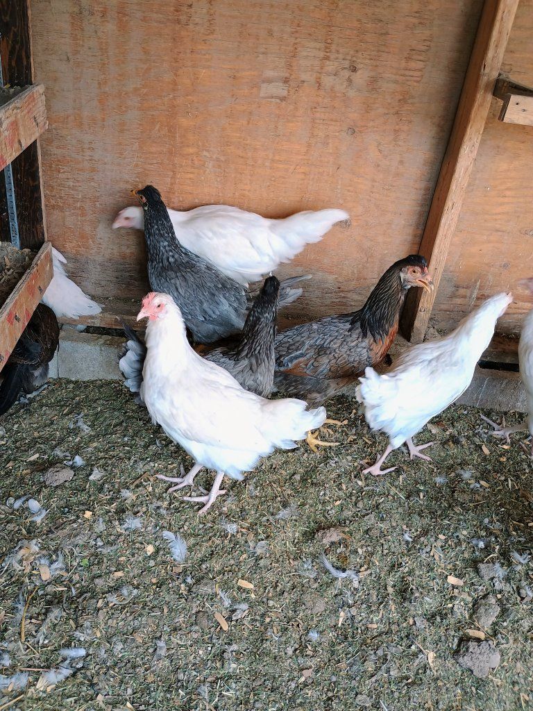 Barn Yard mix pullets 14-16 weeks old