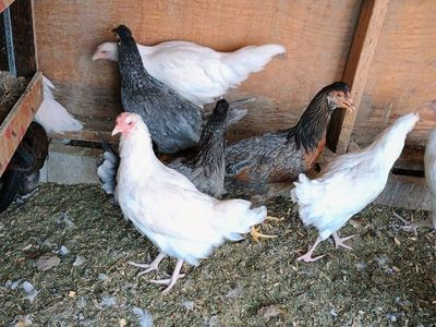 Barn Yard mix pullets 14-16 weeks old