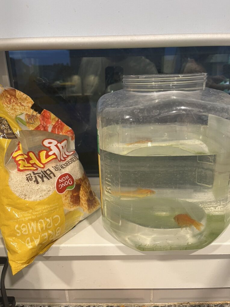 Rehome two goldfish