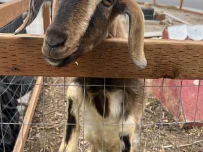 Mold Mannered Nubian Make Goat 1 Yeat Old