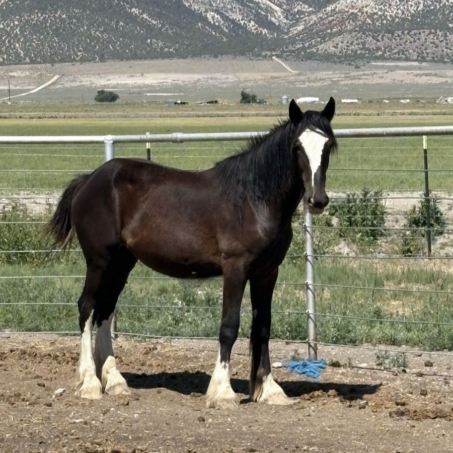 Shire Draft Filly