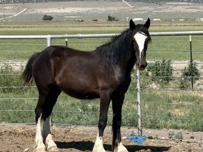 Shire Draft Filly