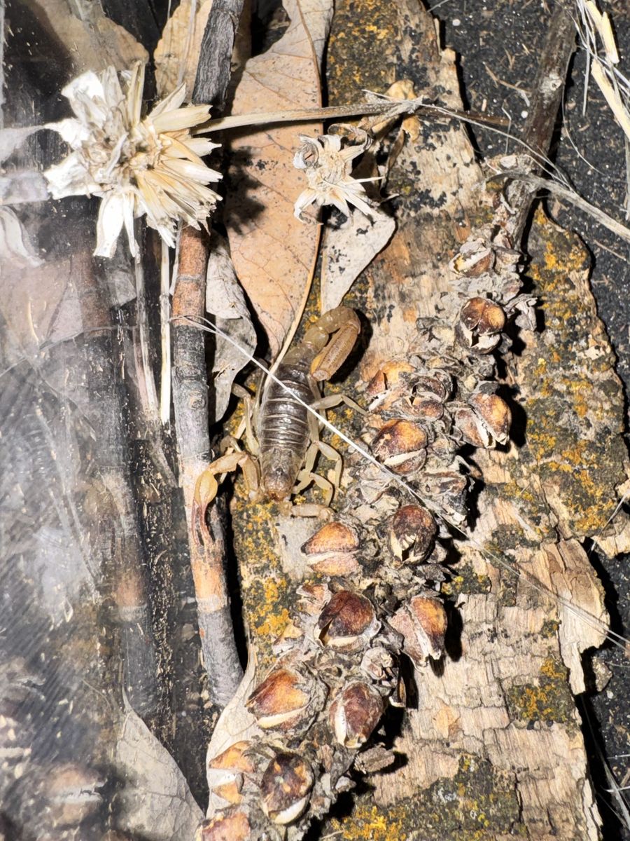 California striped Scorpion