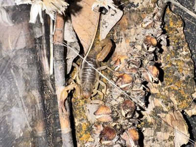 California striped Scorpion