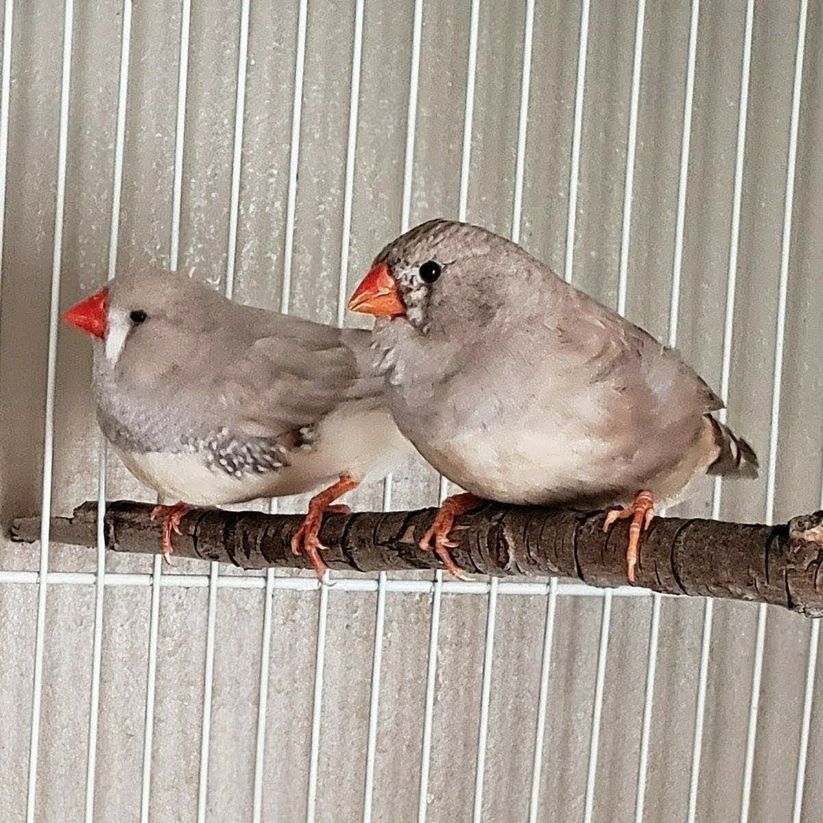 Zebra Finch Pair