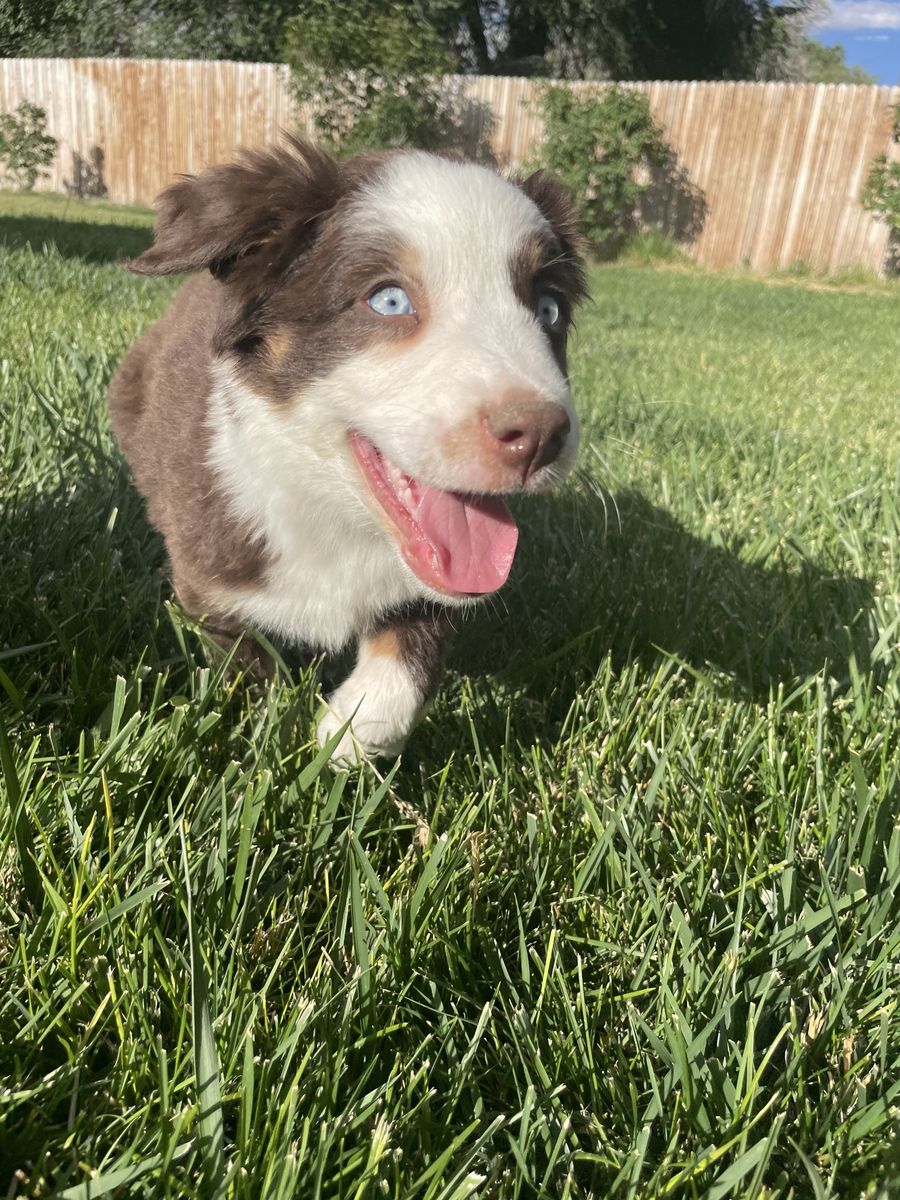 Adorable Australian Shepherd Puppy - Blue Eyes - Ready for a New Home