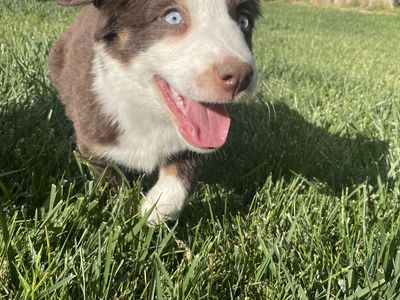 Adorable Australian Shepherd Puppy - Blue Eyes - Ready for a New Home