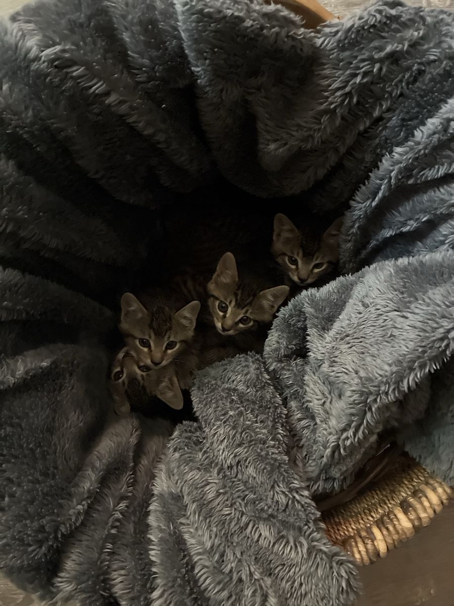 Four kittens