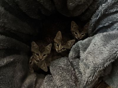 Four kittens