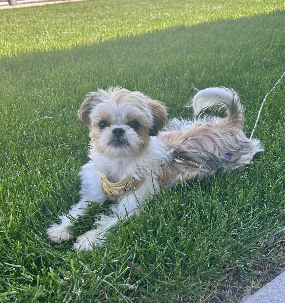 Shorkie-Coco Needs a Loving New Home 
