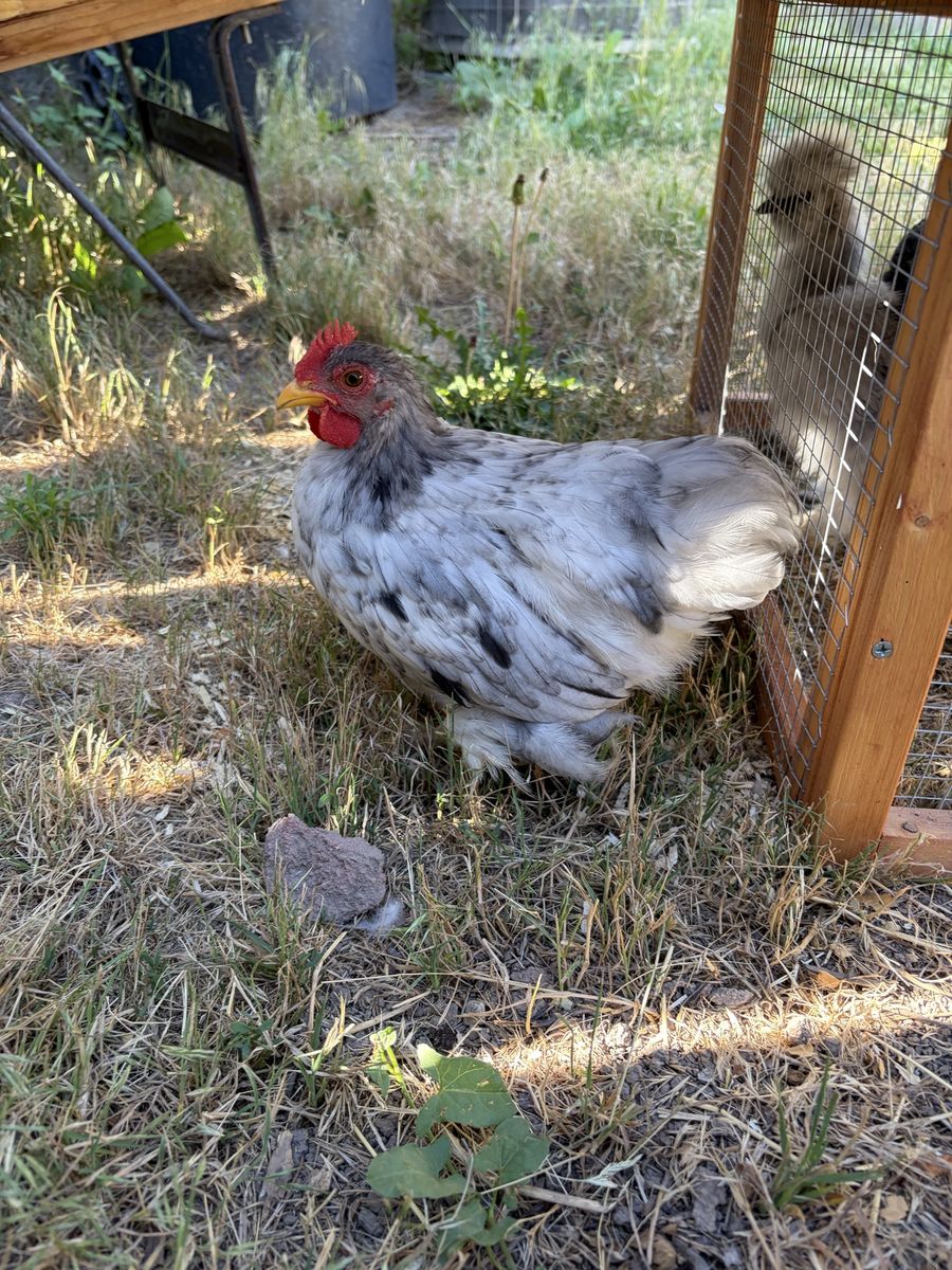 Looking to give rooster to a good home