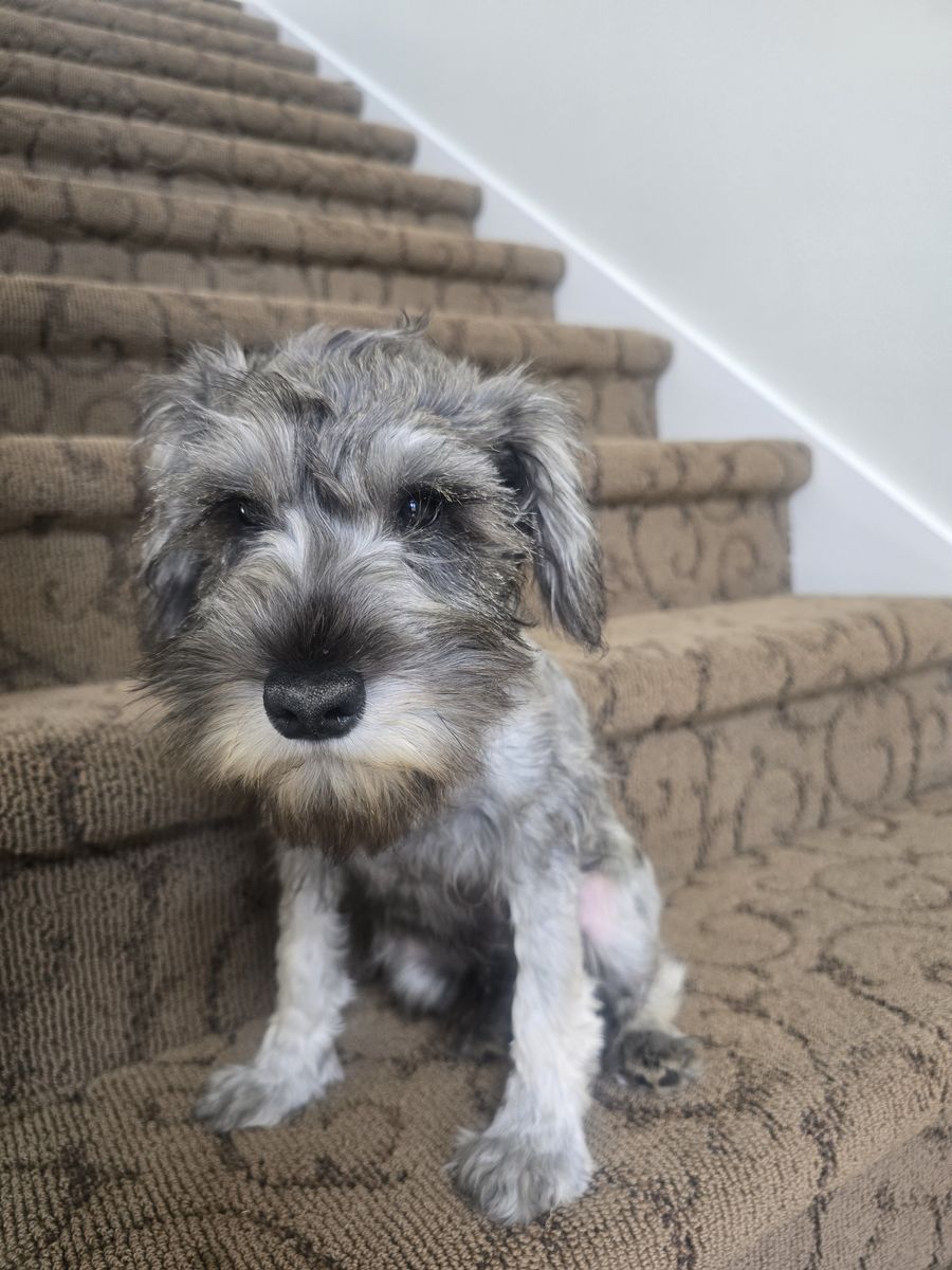 Miniature Snauzer puppy