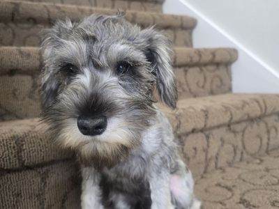 Miniature Snauzer puppy