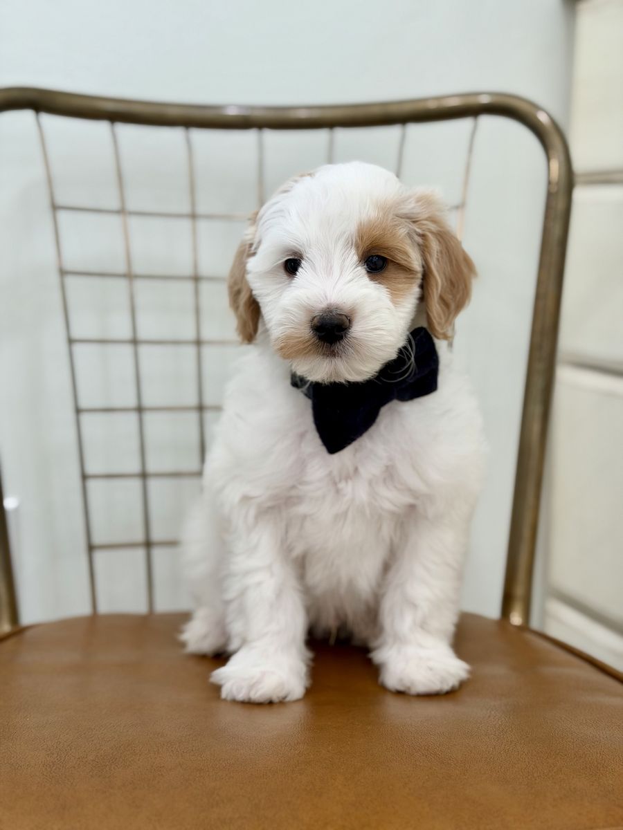 Micro Petite Goldendoodle