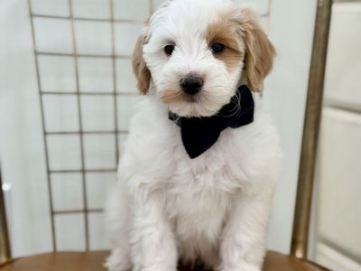 Micro Petite Goldendoodle