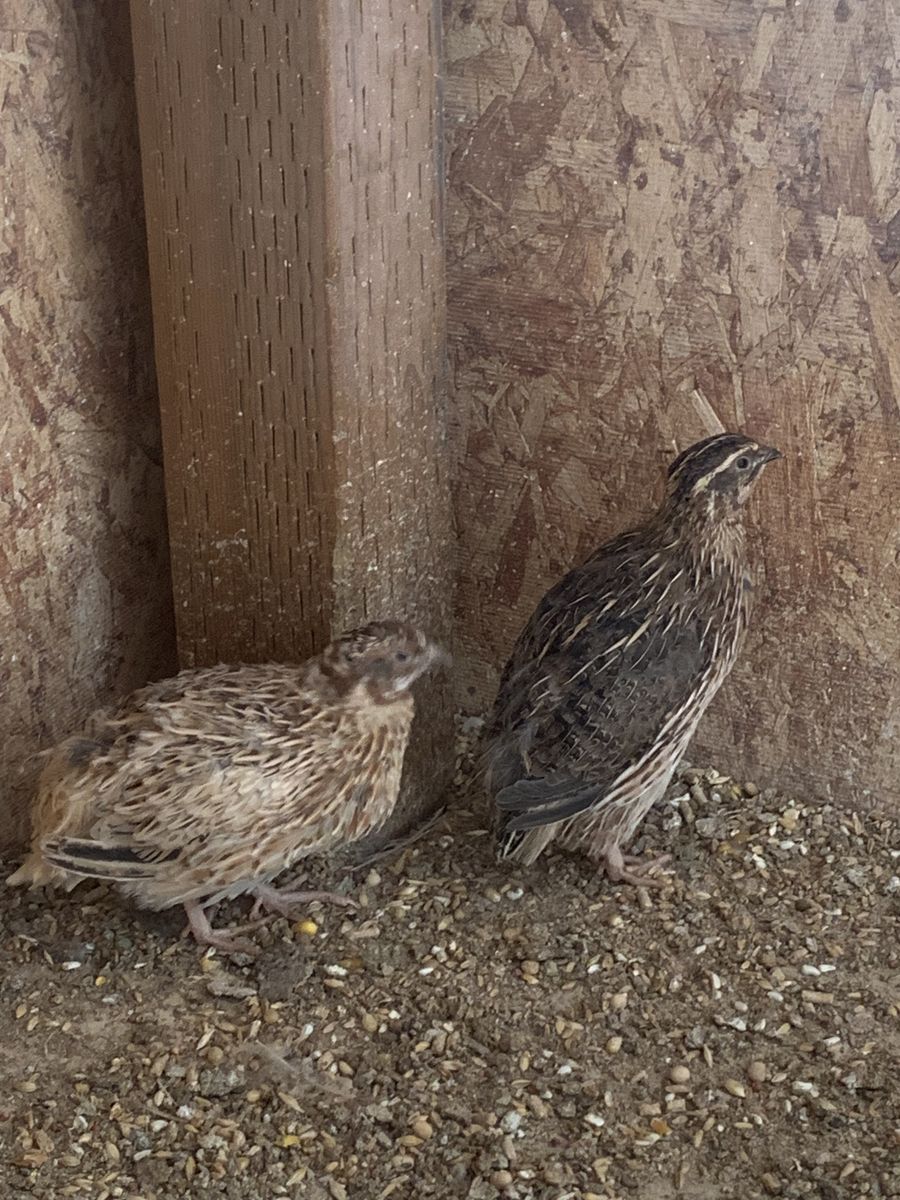 Coturnix quail