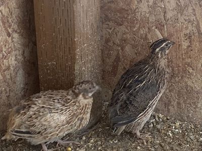 Coturnix quail