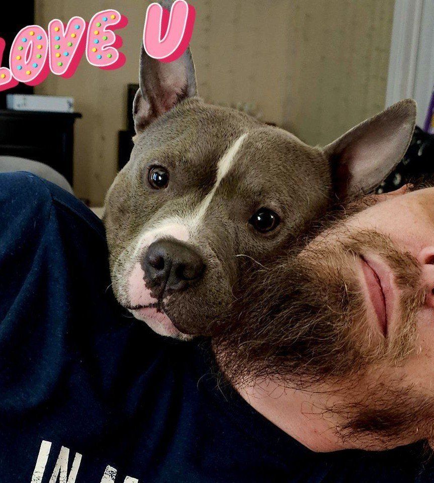 American Bully, Female, Blue/White, 3 Years Old, Playful and Energetic.