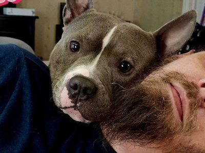 American Bully, Female, Blue/White, 3 Years Old, Playful and Energetic.