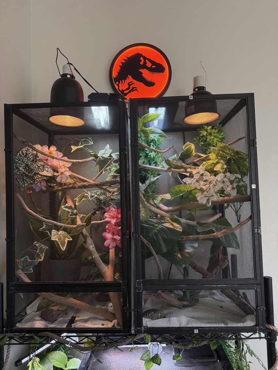 Rainbow jackson’s chameleon