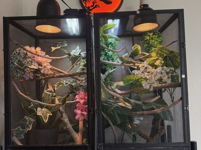 Rainbow jackson’s chameleon