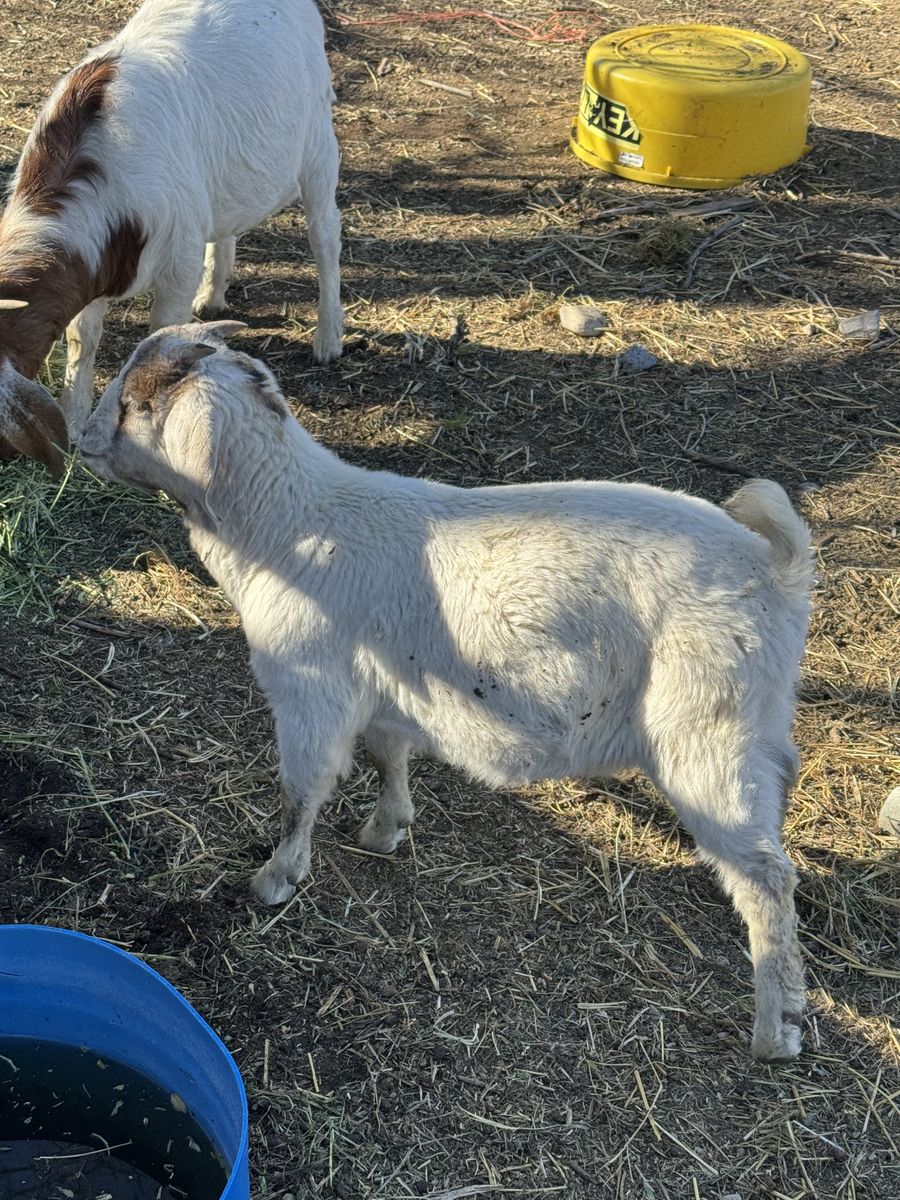 Buck Boer Goat