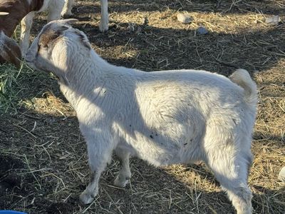 Buck Boer Goat