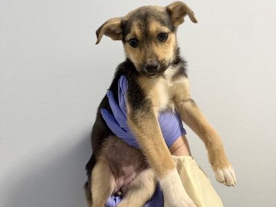 Hello my name is Butterfly